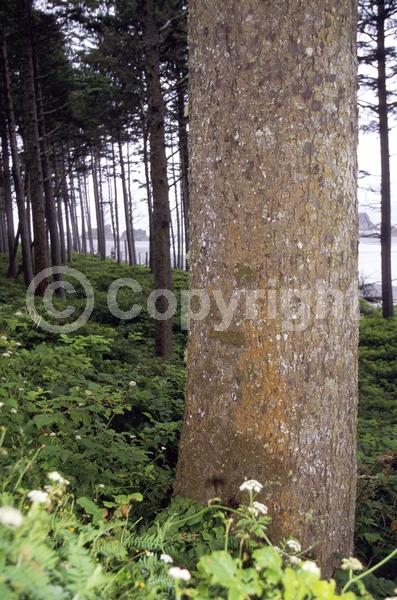 Red blooms; Evergreen; Needles or needle-like leaf; North American Native