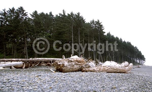 Red blooms; Evergreen; Needles or needle-like leaf; North American Native