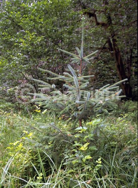 Red blooms; Evergreen; Needles or needle-like leaf; North American Native