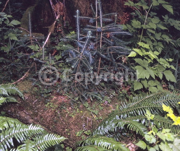 Red blooms; Evergreen; Needles or needle-like leaf; North American Native