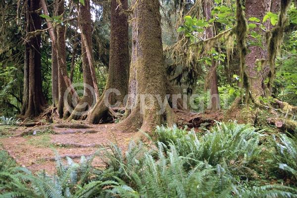 Red blooms; Evergreen; Needles or needle-like leaf; North American Native
