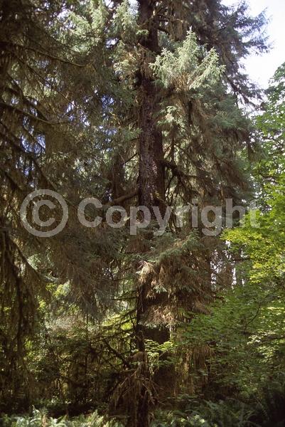 Red blooms; Evergreen; Needles or needle-like leaf; North American Native