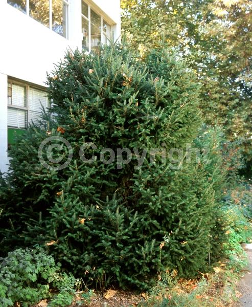 Red blooms; Evergreen; Needles or needle-like leaf; North American Native