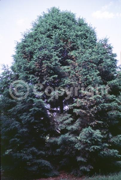 Orange blooms; Purple blooms; Green blooms; Evergreen; Needles or needle-like leaf