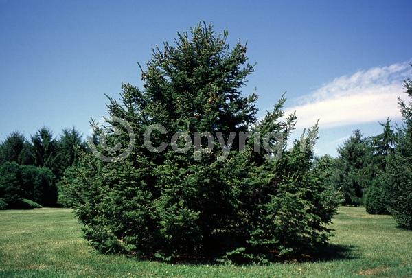 Orange blooms; Purple blooms; Green blooms; Evergreen; Needles or needle-like leaf
