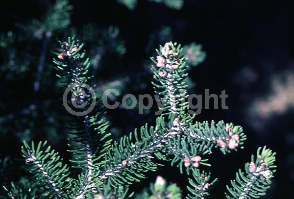 Orange blooms; Purple blooms; Green blooms; Evergreen; Needles or needle-like leaf