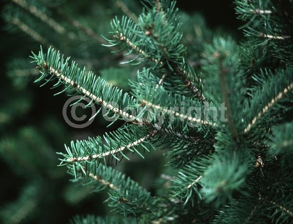 Orange blooms; Purple blooms; Green blooms; Evergreen; Needles or needle-like leaf