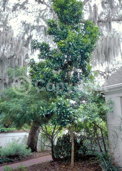 White blooms; Evergreen