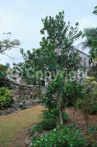 White blooms; Evergreen