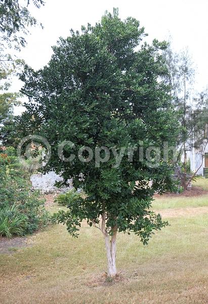 White blooms; Evergreen