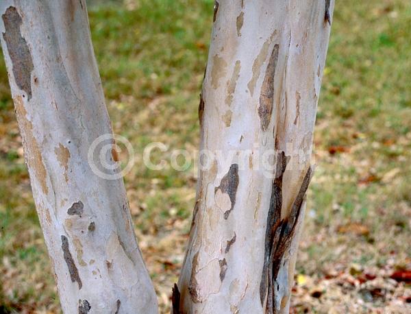 White blooms; Evergreen