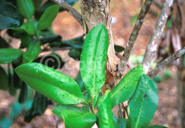 White blooms; Evergreen