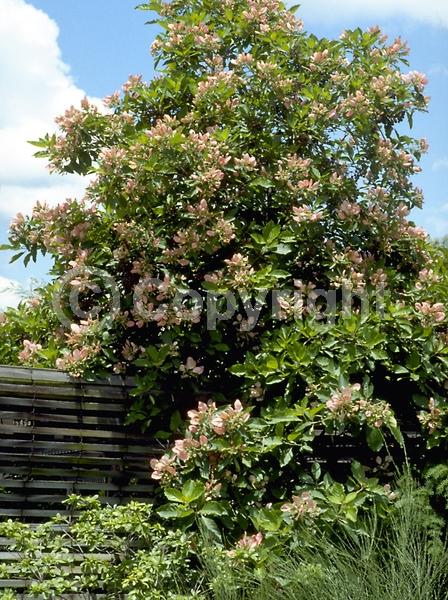 Yellow blooms; Pink blooms; Deciduous; Broadleaf; North American Native