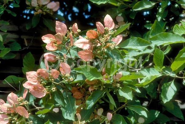 Yellow blooms; Pink blooms; Deciduous; Broadleaf; North American Native