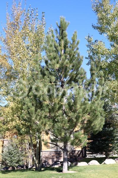 Yellow blooms; Evergreen; Needles or needle-like leaf; North American Native