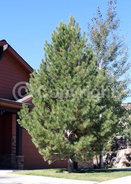 Yellow blooms; Evergreen; Needles or needle-like leaf; North American Native