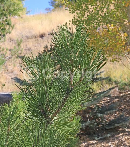 Yellow blooms; Evergreen; Needles or needle-like leaf; North American Native