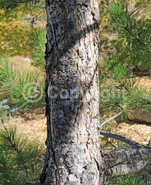 Yellow blooms; Evergreen; Needles or needle-like leaf; North American Native
