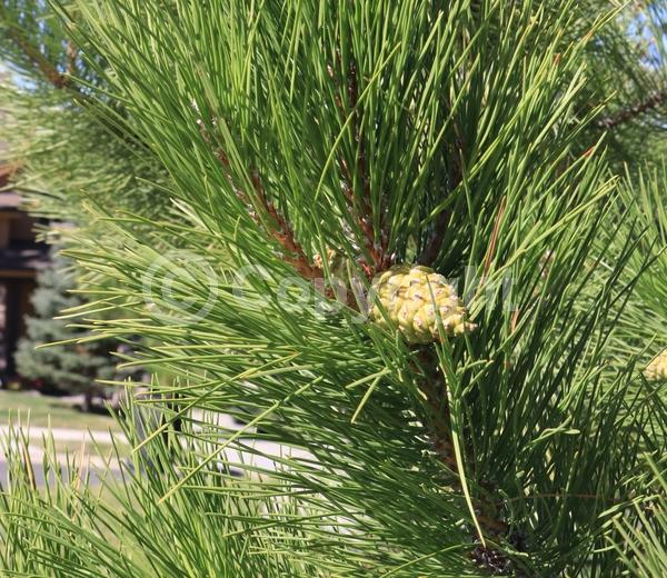 Yellow blooms; Evergreen; Needles or needle-like leaf; North American Native