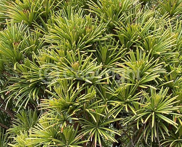 Yellow blooms; Evergreen; Needles or needle-like leaf; North American Native