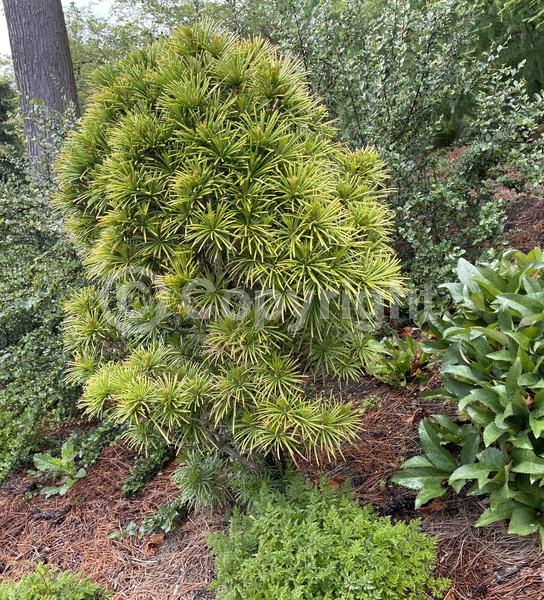Yellow blooms; Evergreen; Needles or needle-like leaf; North American Native