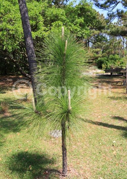 Yellow blooms; Evergreen; Needles or needle-like leaf; North American Native