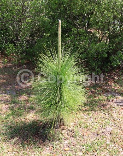 Yellow blooms; Evergreen; Needles or needle-like leaf; North American Native