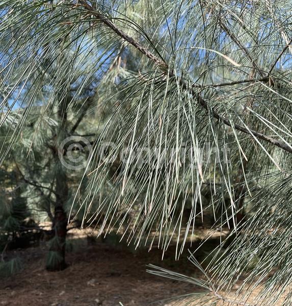 Yellow blooms; Evergreen; Needles or needle-like leaf; North American Native