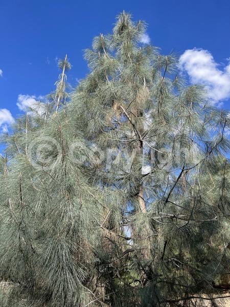 Yellow blooms; Evergreen; Needles or needle-like leaf; North American Native