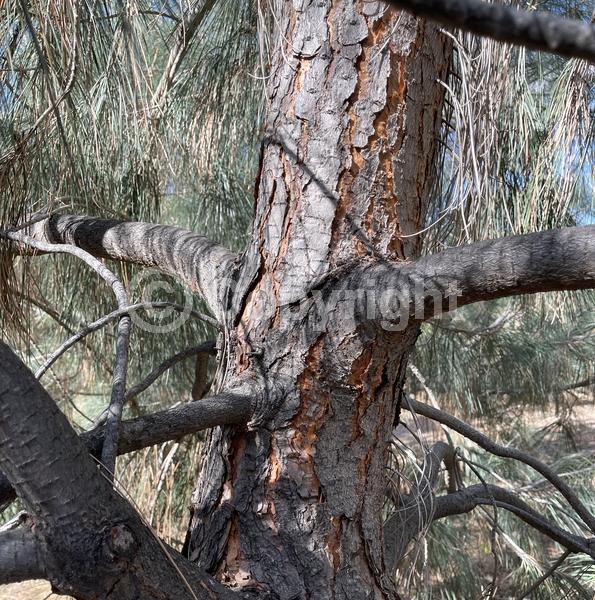 Yellow blooms; Evergreen; Needles or needle-like leaf; North American Native