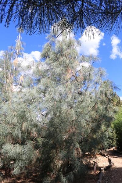 Yellow blooms; Evergreen; Needles or needle-like leaf; North American Native