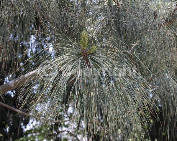 Yellow blooms; Pink blooms; Evergreen; Needles or needle-like leaf