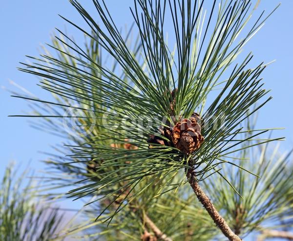 Red blooms; Purple blooms; Evergreen; Needles or needle-like leaf; North American Native