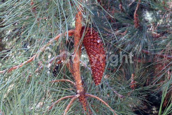 North American Native