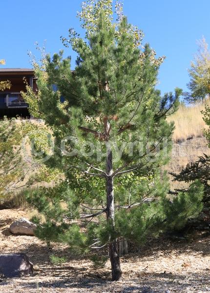 Yellow blooms; Evergreen; Needles or needle-like leaf; North American Native