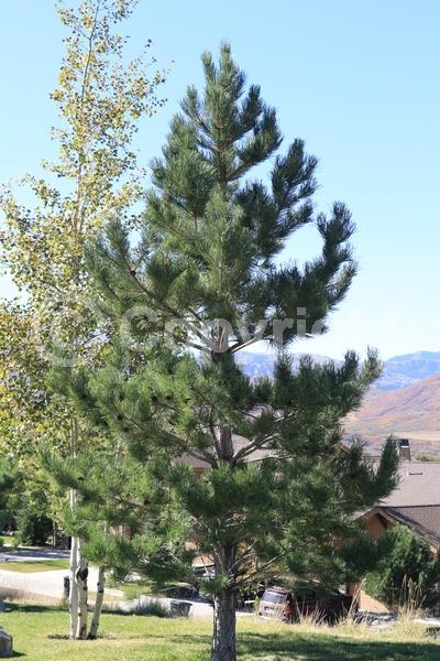 Yellow blooms; Evergreen; Needles or needle-like leaf; North American Native
