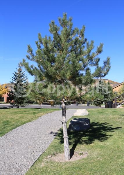 Yellow blooms; Evergreen; Needles or needle-like leaf; North American Native