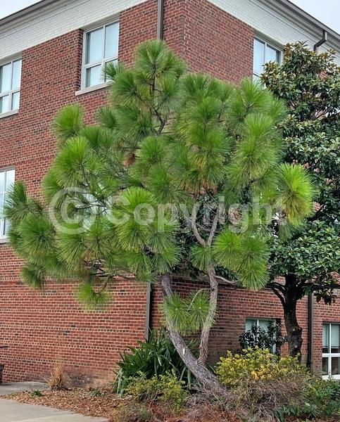 Yellow blooms; Evergreen; Needles or needle-like leaf; North American Native