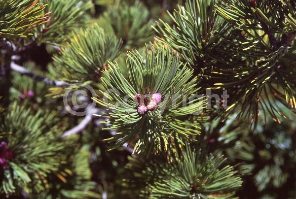 Yellow blooms; Evergreen; Needles or needle-like leaf; North American Native