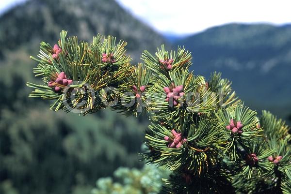 Yellow blooms; Evergreen; Needles or needle-like leaf; North American Native