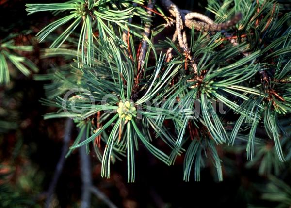 Yellow blooms; Evergreen; Needles or needle-like leaf; North American Native