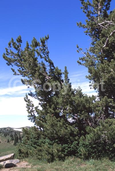 Yellow blooms; Evergreen; Needles or needle-like leaf; North American Native