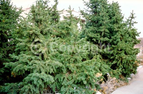 Yellow blooms; Evergreen; Needles or needle-like leaf; North American Native