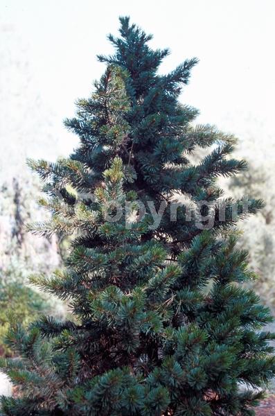 Yellow blooms; Evergreen; Needles or needle-like leaf; North American Native