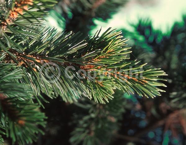 Yellow blooms; Evergreen; Needles or needle-like leaf; North American Native