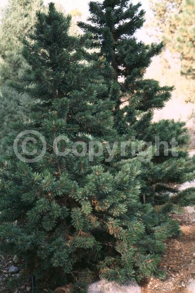 Yellow blooms; Evergreen; Needles or needle-like leaf; North American Native