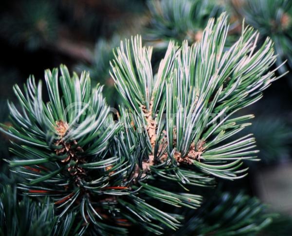 Yellow blooms; Evergreen; Needles or needle-like leaf; North American Native