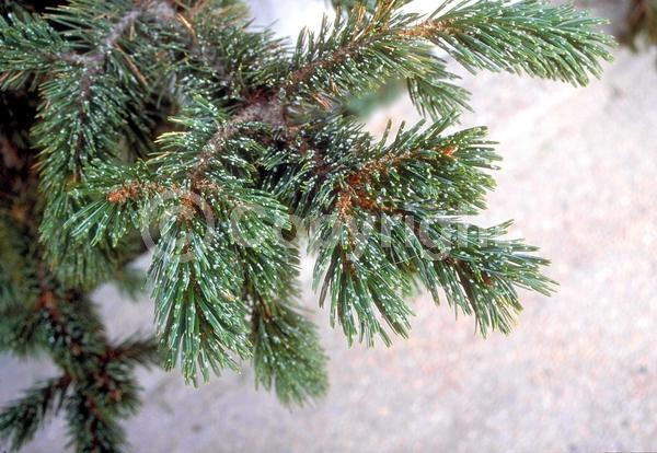 Yellow blooms; Evergreen; Needles or needle-like leaf; North American Native