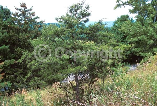 Yellow blooms; Evergreen; Needles or needle-like leaf; North American Native
