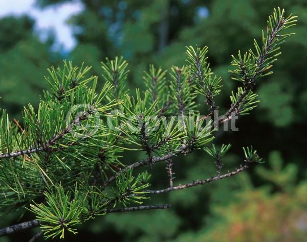 Yellow blooms; Evergreen; Needles or needle-like leaf; North American Native